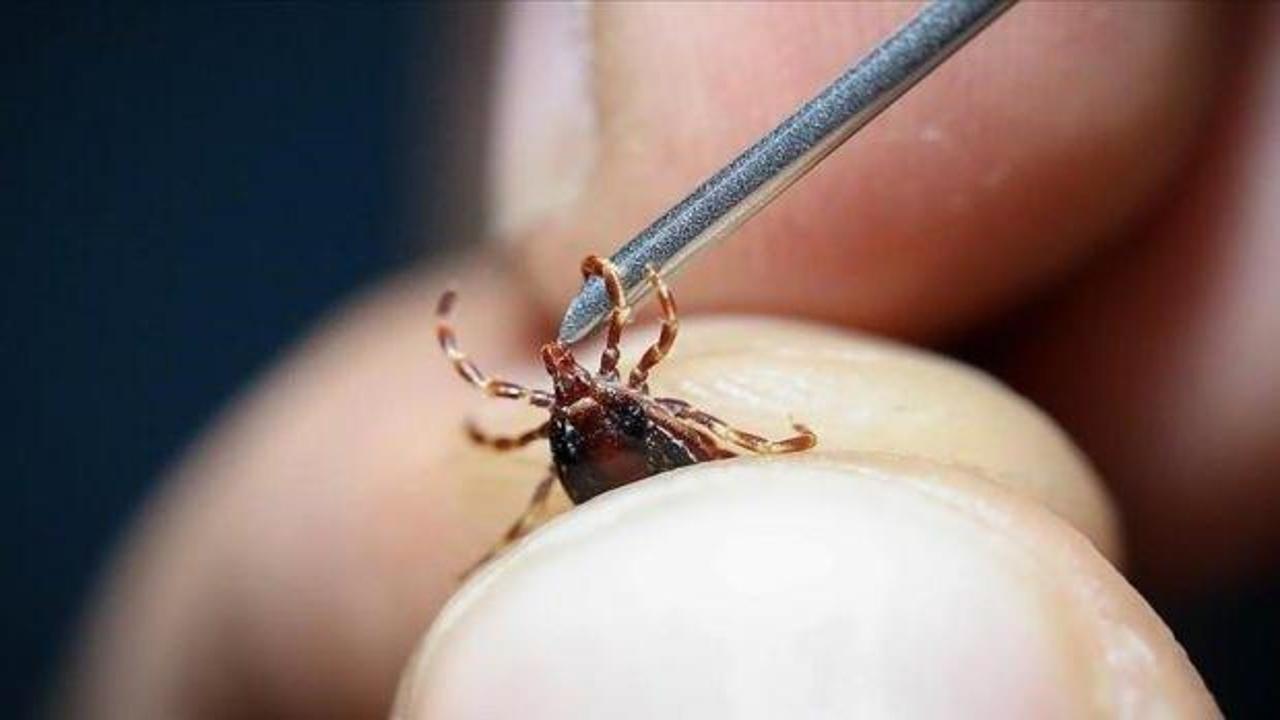 Uzmandan ciddi uyarı: ‘Grip sandığınız ölümcül kene ısırığı olabilir’