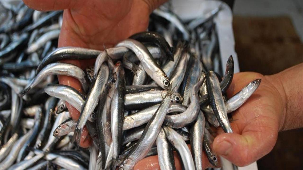 Balık stoklarının korunması için “boy sınırı ve bütüncül yaklaşım” önerisi