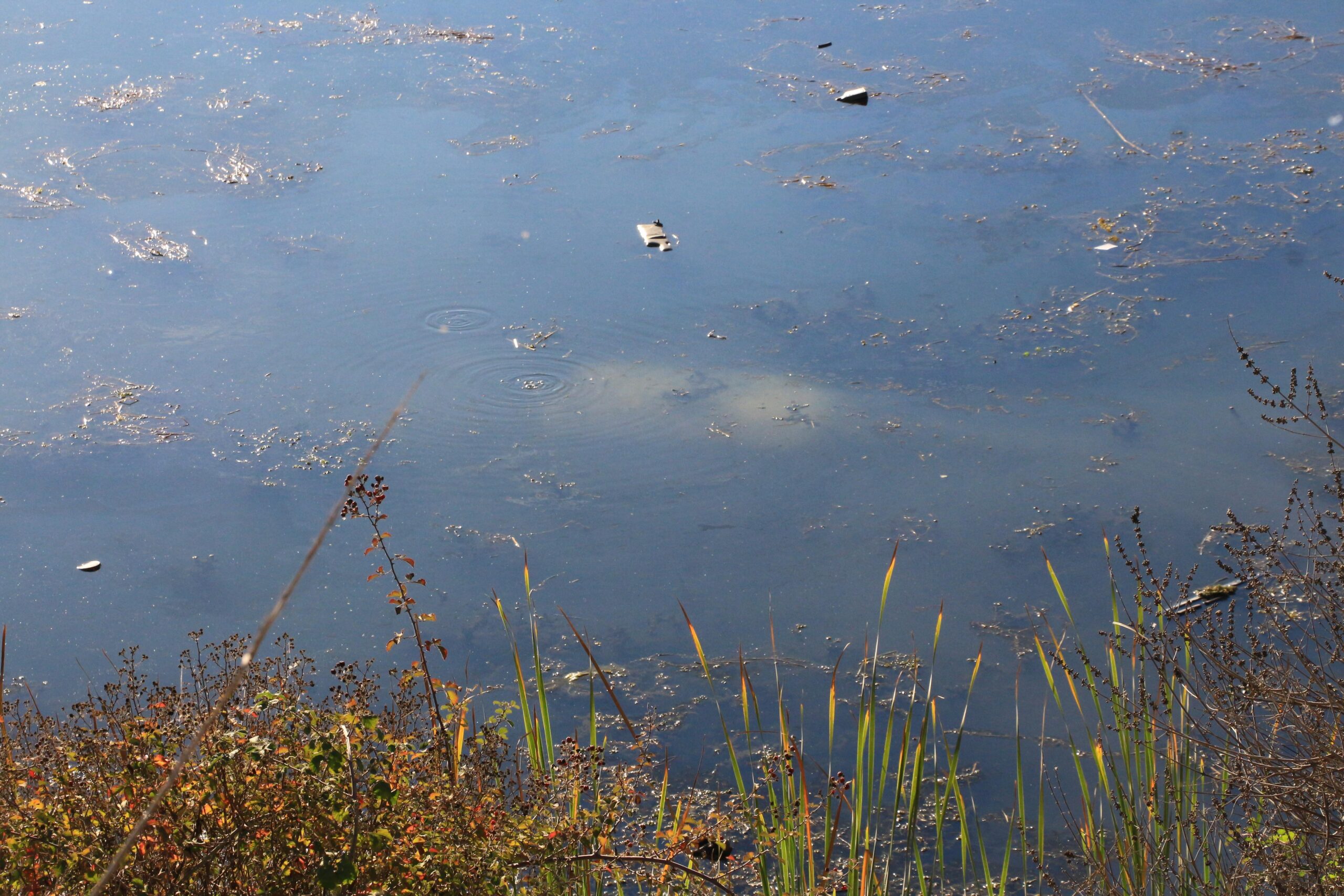 Tokat’ta ehliyetsiz sürücü otomobille gölete düştü