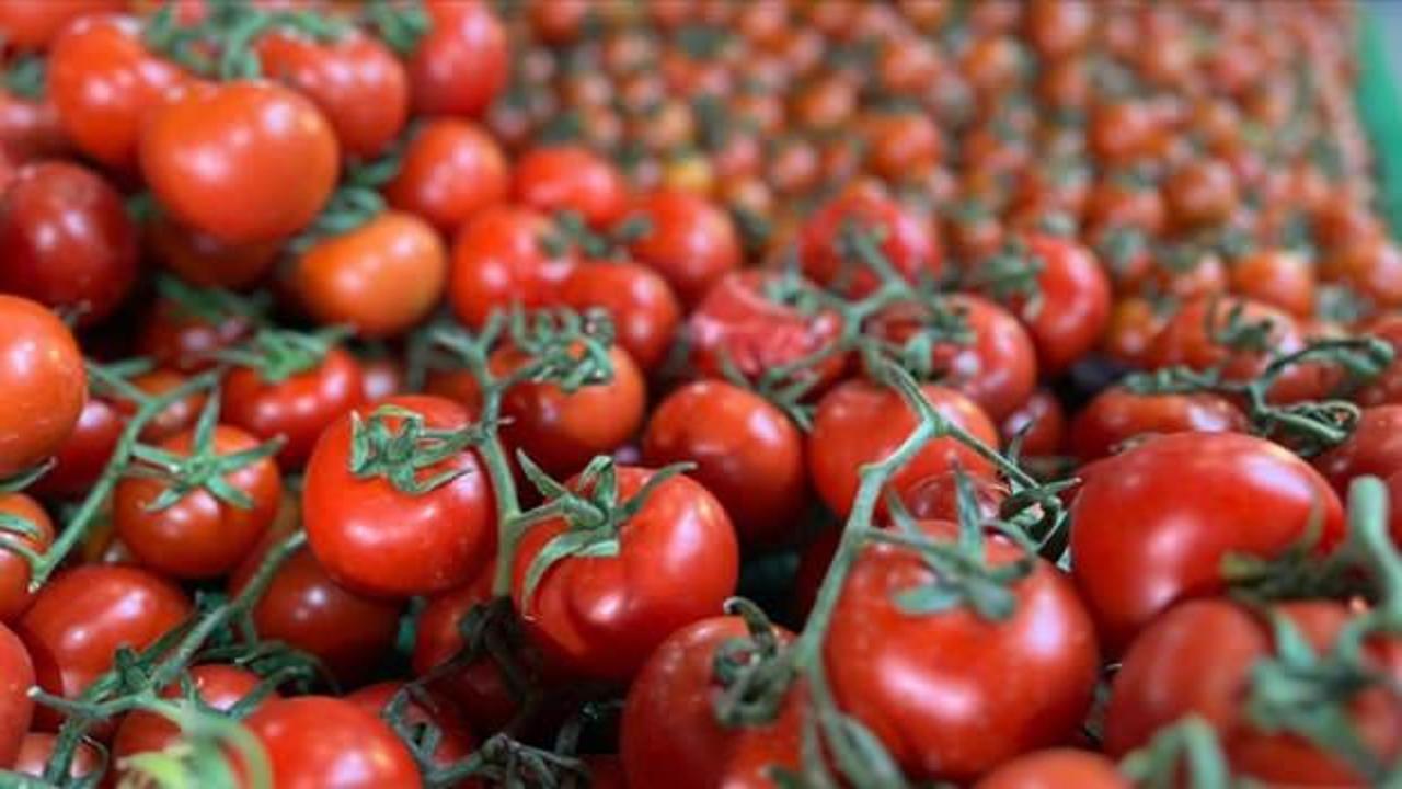 Elazığ’da domates üretiminde yeni sezon başladı