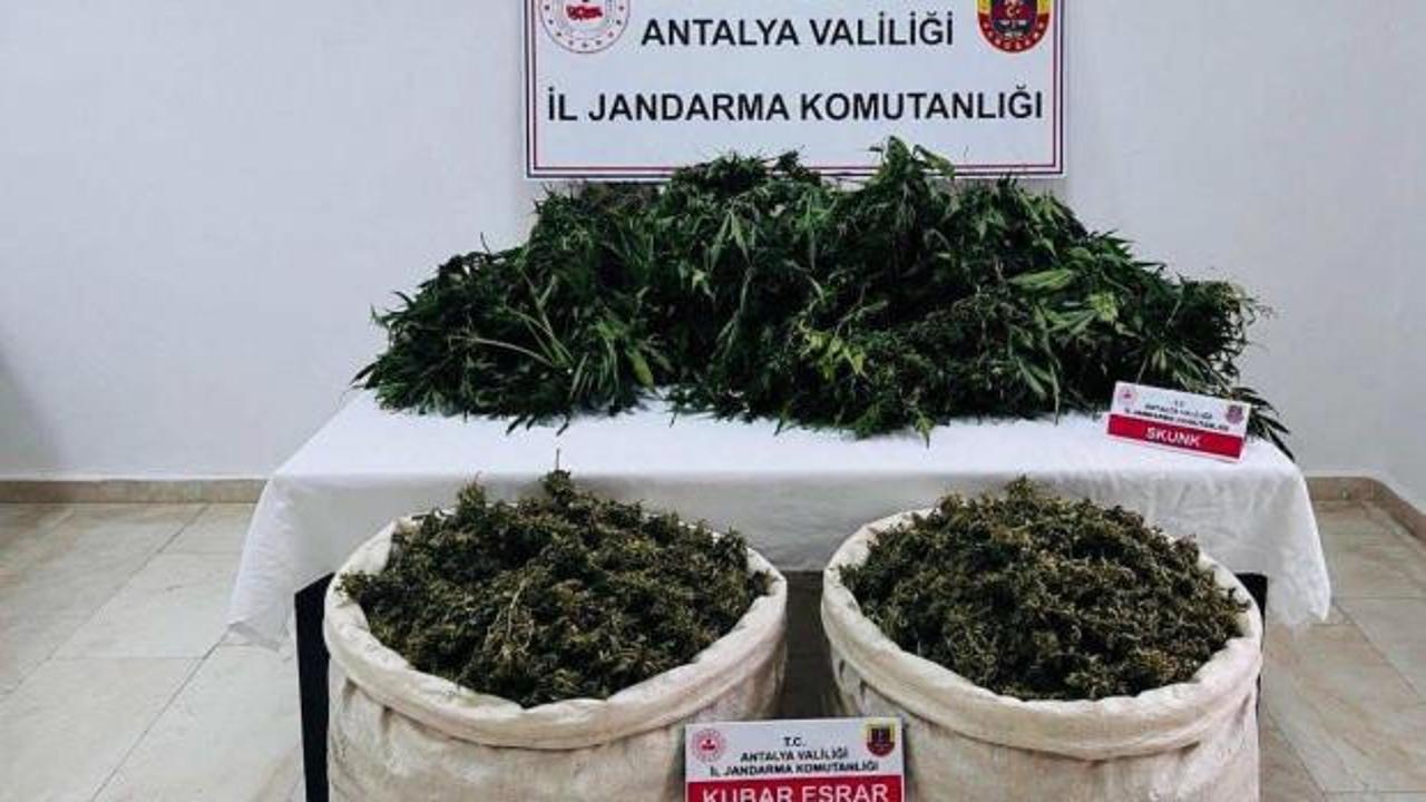 Antalya’da zehir tarlasına jandarma darbesi: Kilolarca esrar ele geçirildi!